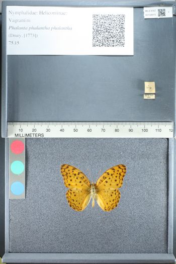 Media type: image;   Entomology 158915